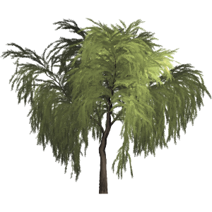 Willow Tree