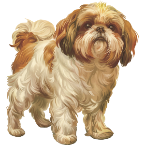 Shih Tzu Dog Standing