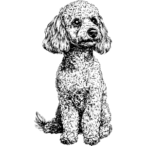 Miniature Poodle Sitting