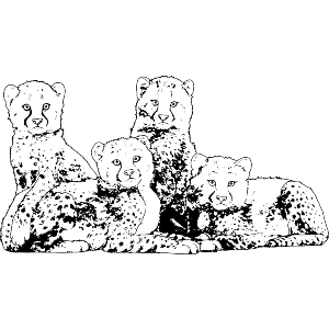Cheetah Cubs Cuddling