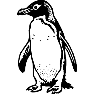 African Penguin