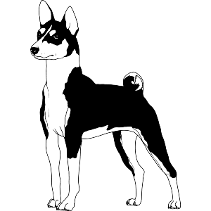 Standing Basenji Dog