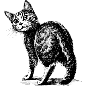 Cute Cat Looking Back