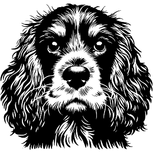 Cocker Spaniel Portrait