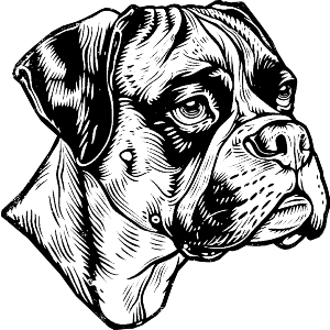 Boxer Dog Portrait