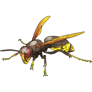 Hornet