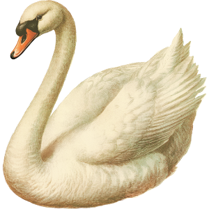 White Swan 