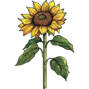 Open Sunflower