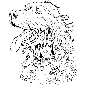 Irish Setter Dog
