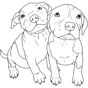Adorable Pitbull Puppies