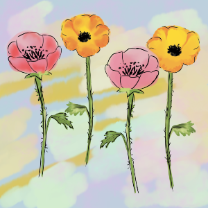 Colourful Poppies