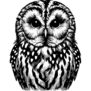 Tawny Owl