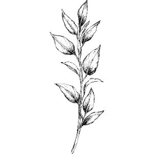 Twig with Long Leaves