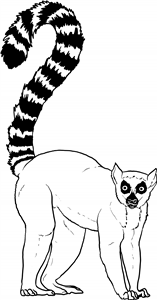 Ring-Tailed Lemur