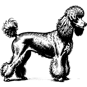 Poodle On Show