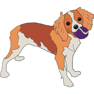King Charles Spaniel 