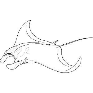 Manta Ray