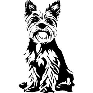 Yorkshire Terrier Sitting