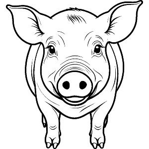 Chester White Pig
