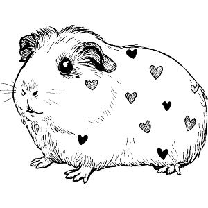 Cute Guinea Pig Side View