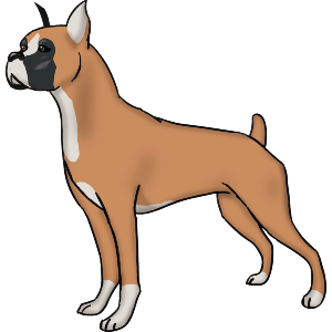 Boxer Dog Breed