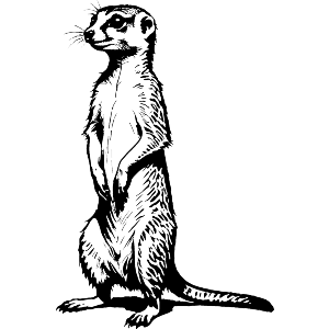 Meerkat Standing Upright