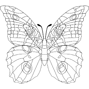 Ornate Botanical Butterfly 