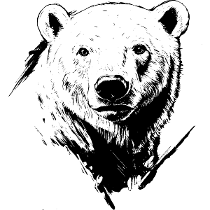 Polar Bear Portrait