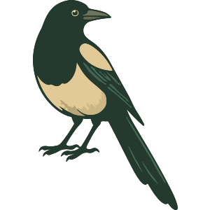 Magpie Looking Back