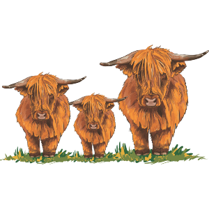 Highland Coo Family