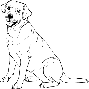 Labrador