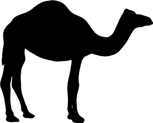 Camel Silhouette