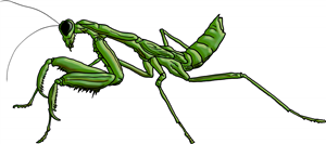 Praying Mantis