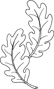 Oak Leaves
