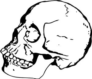 Skull Side
