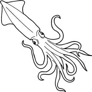 Humboldt Squid