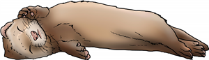Sleeping Baby Ferret