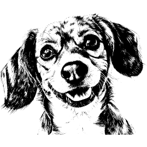 Cute Beagle Dog