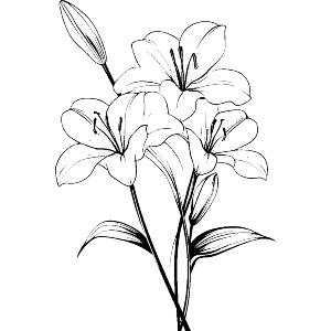 Lillies in Bloom