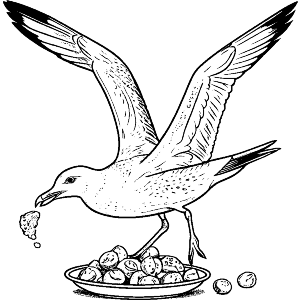 Seagull Stealing Food
