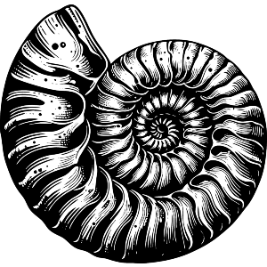 Ammonite Fossil