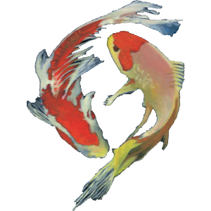 Koi fish