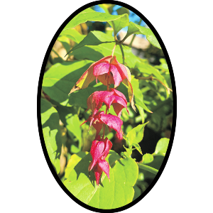 Himalayan Honeysuckle