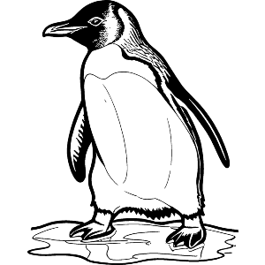 Penguin Sliding On Ice