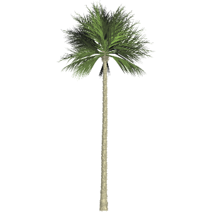 Palm Tree