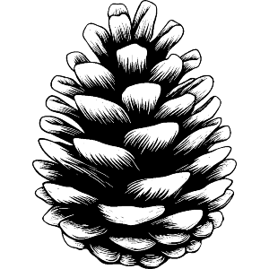 Single Pine Cone 