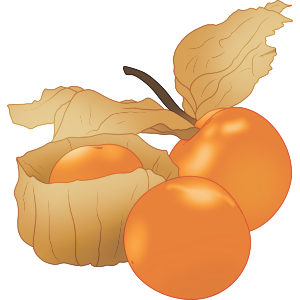 Physalis Fruit