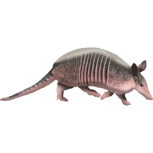 Armadillo on the Move