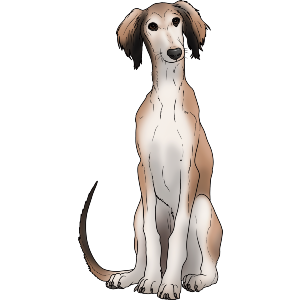 Saluki Puppy