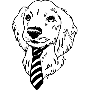 Cute Irish Setter 